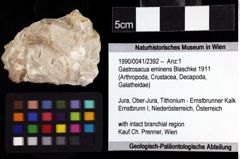 Foto (Objket + Etiketten) von Gastrosacus eminens (Blaschke 1911) 